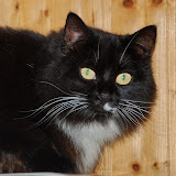 gatti