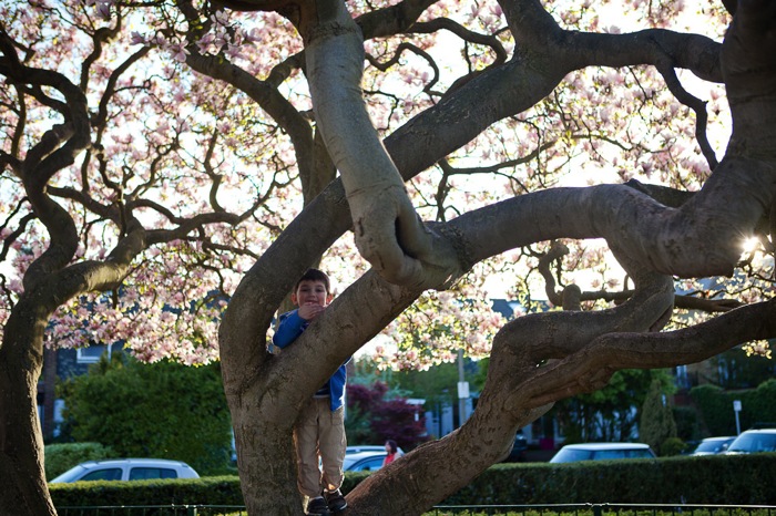 Thetree 4