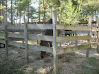 horse pens on site B37 (4)