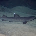 P8255922