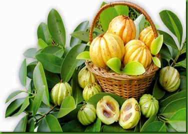 Garcinia cambogia Garcinia cambogia