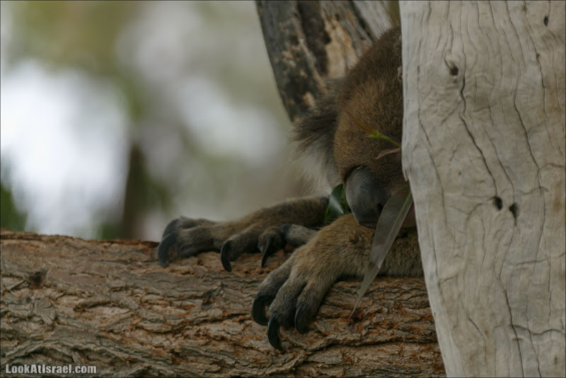 В парке Гуру есть не только кенгуру