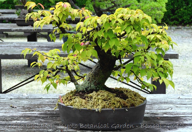 Glória Ishizaka -   Kyoto Botanical Garden 2012 - 41