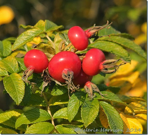 39-rosa-rugosa