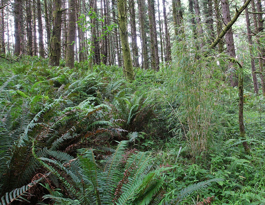 [110711_Chusquea_bilimekii_013.jpg]