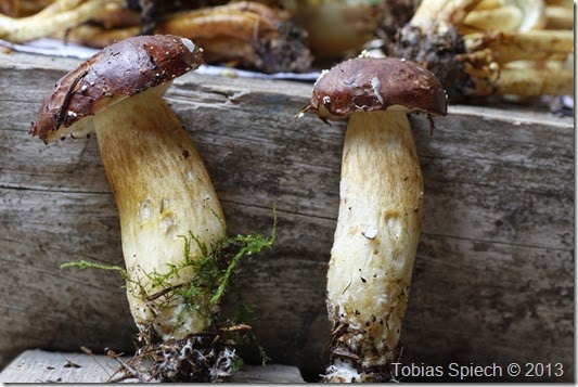Täublinge Russula