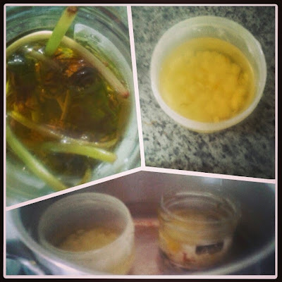 three stages of making dandelion salve