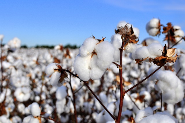 [new%2520farm%2520cotton%25202012%2520%252820%2529%255B3%255D.jpg]