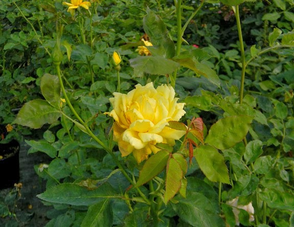 DSCN9708 DSCN9708