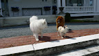 Why, it's so nice to see another long haired dog around here!  I'm a Samoyed.  My breed hails from Siberia, where we were used by reindeer herders to help with the animals and pull sleds.