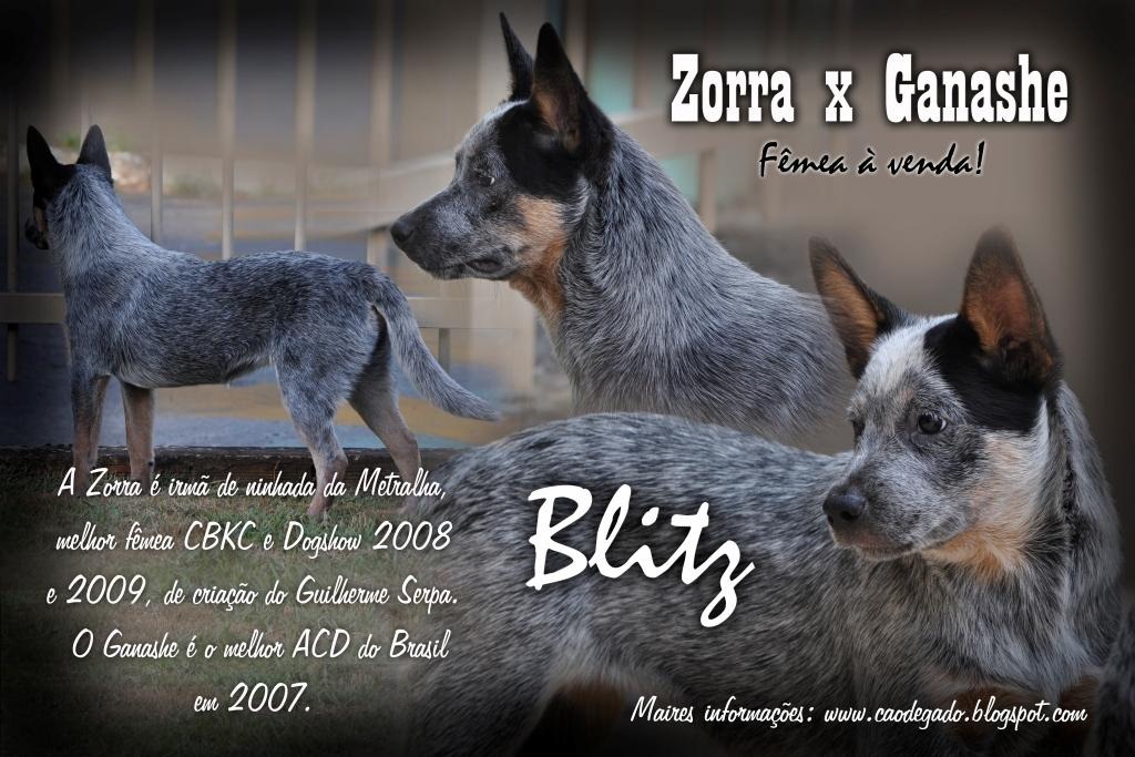 [filhotes%2520c%25C3%25B3pia%2520-%2520C%25C3%25B3pia%255B3%255D.jpg]