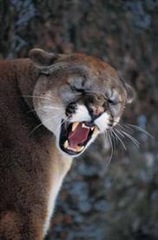 cougar