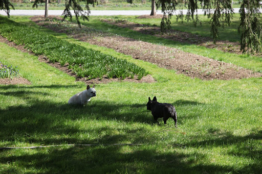 Sharkey, the grass smells so sweet!  And look at all of the flowers springing up in those beds!