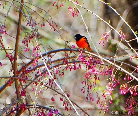 1. oriole DSC_0307