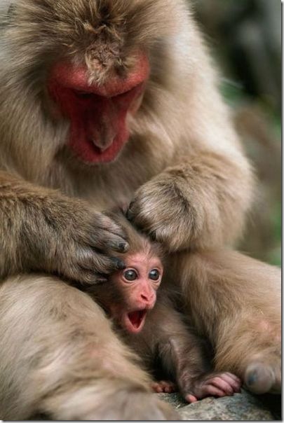 funny-animals-haha-17