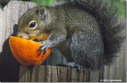 squirrel wildlife 012