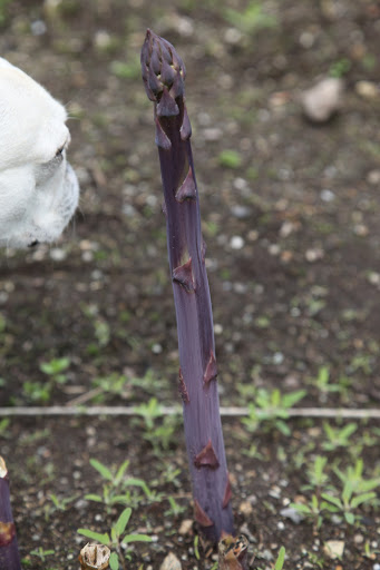 This purple variety of asparagus was developed in Italy.  It has a higher sugar content and lower fiber content than green asparagus.