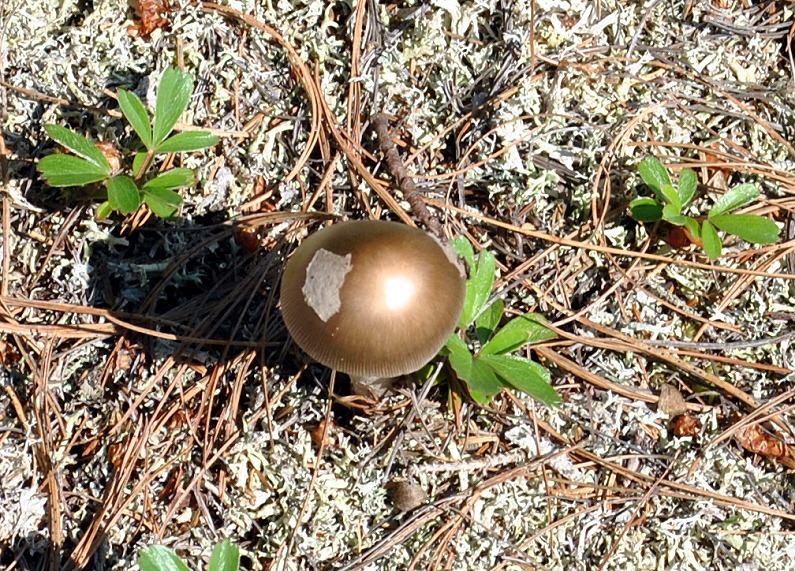 [10---golden-mushroom1.jpg]