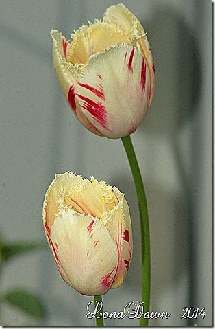 Tulip Carrousel