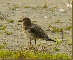 Sachuest 8-11 Juv. Laughing Gull D7K_2627 August 11, 2011 NIKON D7000