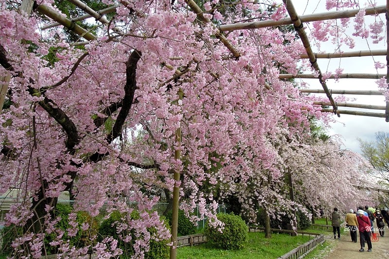 日本 京都 半木之道 櫻