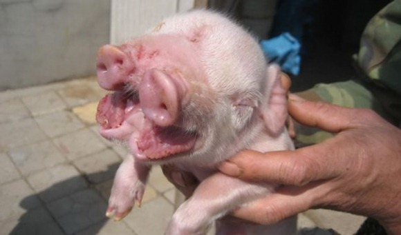 The piggy with two snouts  2