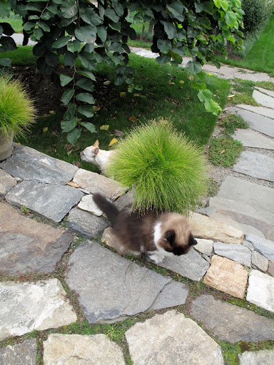 Boring!  Right back where he started from sitting next to Martha's 'fiber optic' plant - I'm outta here!