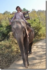 Laos Luang Prabang Elephant camp 140201_0059