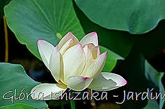 Glória Ishizaka - Jardim Botânico Nagai - Osaka