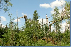 2214 Manitoba Lake Audy Rd West Riding Mountain National Park - recent tree damage 2214 Manitoba Lake Audy Rd West Riding Mountain National Park - recent tree damage