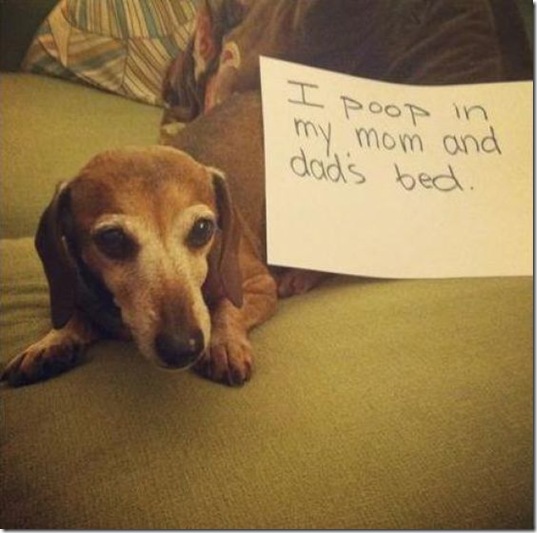 dog-shaming-bad-31