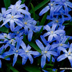 BklynBotanicGarden04.jpg
