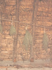 Plimoth Plant herbs drying in indian summer lodge Plimoth Plant herbs drying in indian summer lodge
