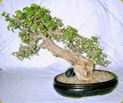 Crassula arborescens Portulacaria1 Crassula arborescens Portulacaria1
