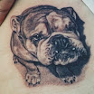 English Bulldog