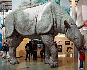[rino43.jpg]