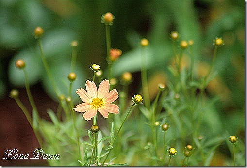 Coreopsis_Sienna_Sunset