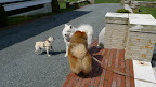 Lilly!  Hi!  It's me, Sharkey!  Don't you remember me?  I don't think you've met our brother, G.K.!  He's a champion show dog!