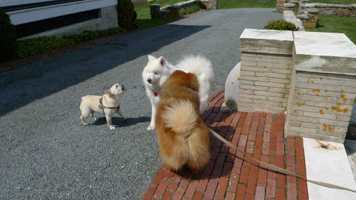 Lilly!  Hi!  It's me, Sharkey!  Don't you remember me?  I don't think you've met our brother, G.K.!  He's a champion show dog!