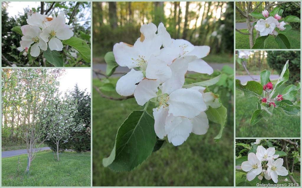 [apple-blossoms-collage%255B4%255D.jpg]