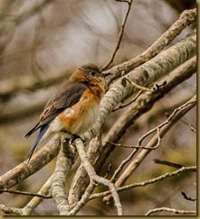 - _DSC5802 March 23, 2012 NIKON D7000 - _DSC5802 March 23, 2012 NIKON D7000