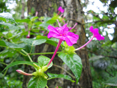 One of the many gorgeous flowers around the plantation