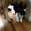 puppen 6 weken 018.jpg