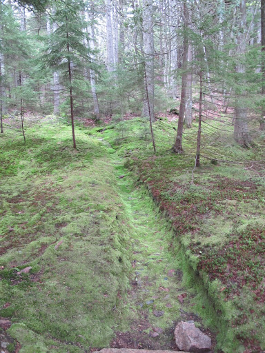 That book Ryan had said that mushrooms like to grow in cool, damp places.  How about we search in this drainage area?