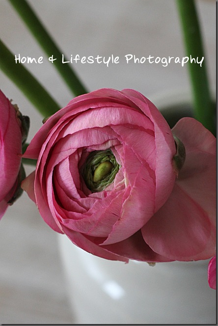 Home & Lifestyle Home & Lifestyle