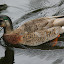 A Duck Swimming In The Lake - Wellington, New Zealand