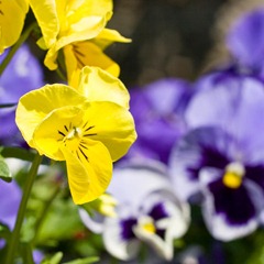 Pansies