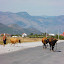 Albanie - Entre Shkoder et Bozaj