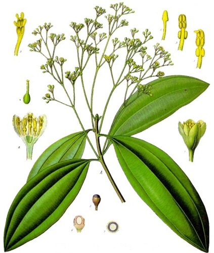 cannella cannella