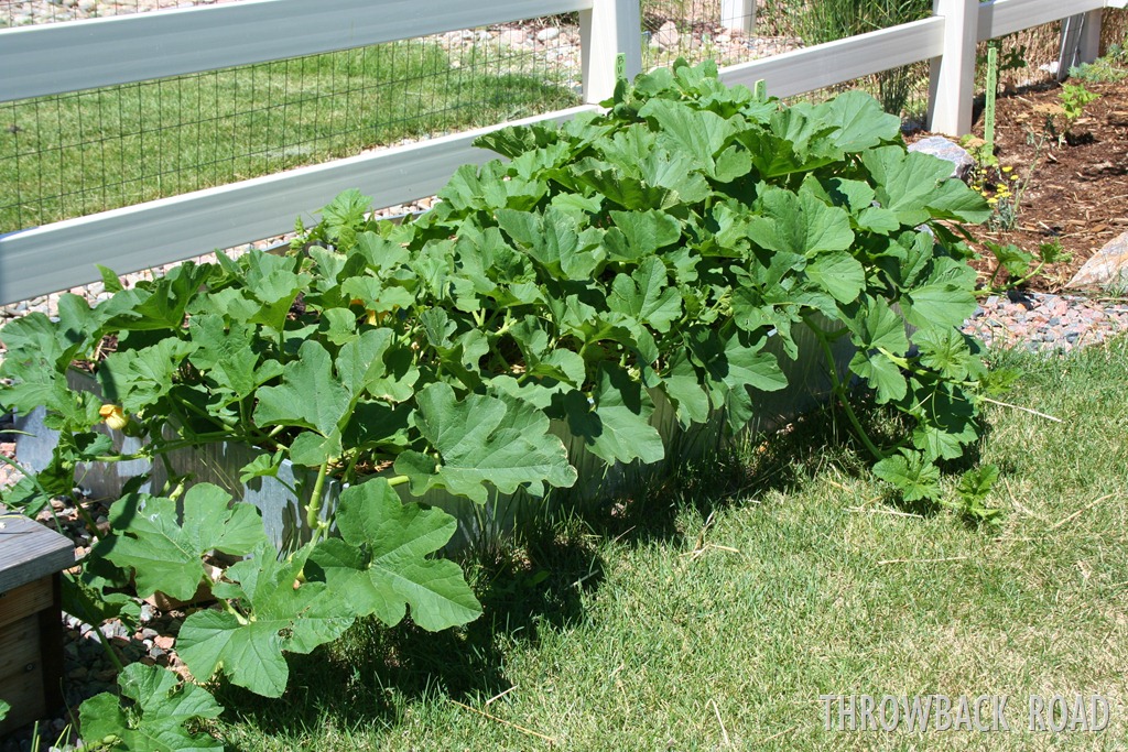 [garden%2520home%2520july%25202012%2520040%255B3%255D.jpg]